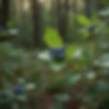 Bilberry in Traditional Herbal Medicine Traditional herbal remedies using bilberry, emphasizing its historical significance.