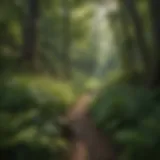 Lush greenery of the Pennsylvania Canyon showcasing diverse plant species