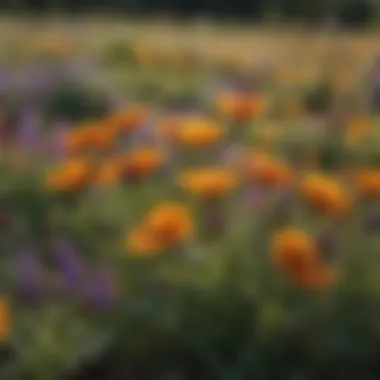 Close-up of prairie flowers in vibrant colors