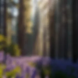 Exploring the Role of UV Violet Light in Forestry and Ecosystems Introduction