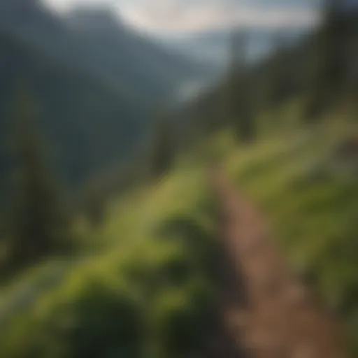 Breathtaking view from the Skyline Trail showcasing lush greenery and distant mountains