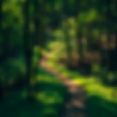 Scenic view of a winding trail through the lush forests of Kentucky