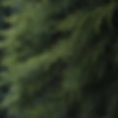 Close-up of conifer tree needles showcasing their unique structure.