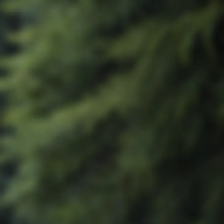 Close-up of conifer tree needles showcasing their unique structure.