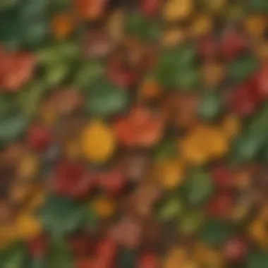 A collage of diverse leaf shapes and sizes from various tree species.