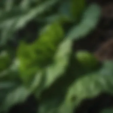 Close-up of poison ivy leaves showcasing their distinctive three-leaf structure