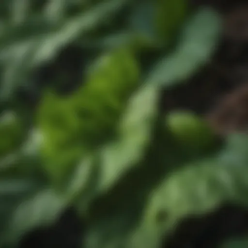 Close-up of poison ivy leaves showcasing their distinctive three-leaf structure