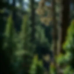 Exploring Upright Juniper Varieties for Sustainable Forestry Introduction