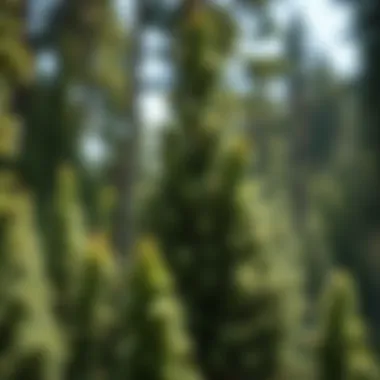 Notable Exploring Upright Juniper Varieties for Sustainable Forestry