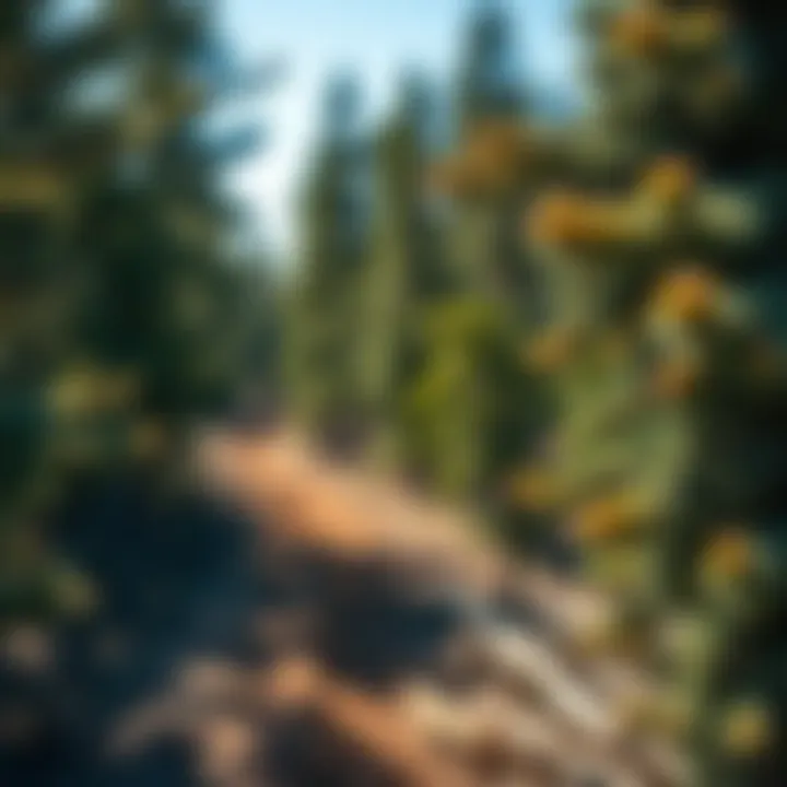 Exploring Upright Juniper Varieties for Sustainable Forestry Summary