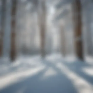 A close-up of snow-covered trees highlighting the eco-friendly practices in the ski area.