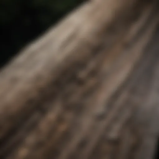 Detailed close-up of weathered lumber showcasing its textures and grains