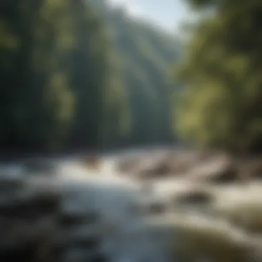 Biodiversity of the Chattooga River Ecological diversity along the riverbanks