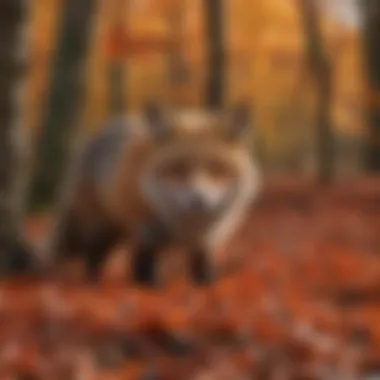 The Art of Camouflage: Red Fox in Autumn A vibrant red fox camouflaged among autumn leaves