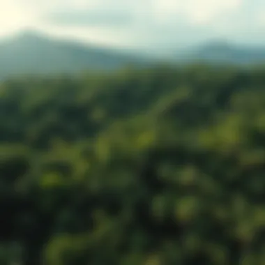 Notable Human Impact on Tropical Rainforests: An In-Depth Exploration