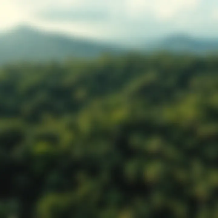 Notable Human Impact on Tropical Rainforests: An In-Depth Exploration
