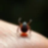 Close-up of a tick on skin