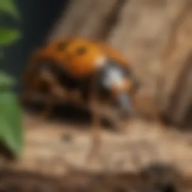 Lifecycle of Wood-Boring Insects Lifecycle stages of a wood-boring insect
