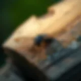 Insects That Consume Wood: An In-Depth Exploration Introduction