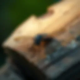 Insects That Consume Wood: An In-Depth Exploration Introduction