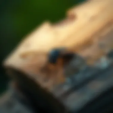 Insects That Consume Wood: An In-Depth Exploration Introduction