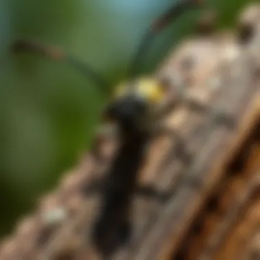 Notable Insects That Consume Wood: An In-Depth Exploration