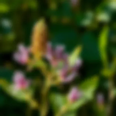 A field guide showcasing different milkweed species