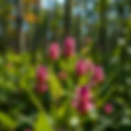 Vibrant milkweed plants in a natural habitat