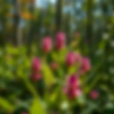 Vibrant milkweed plants in a natural habitat
