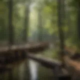 A serene view of Lake George showcasing natural beauty disrupted by log jamming