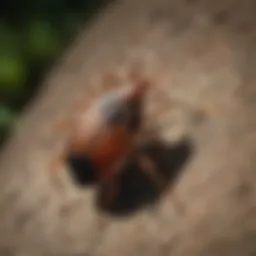 Close-up of a tick found in Florida