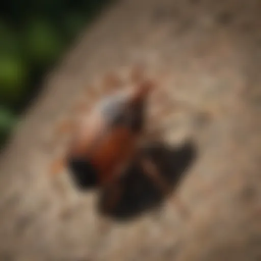 Close-up of a tick found in Florida