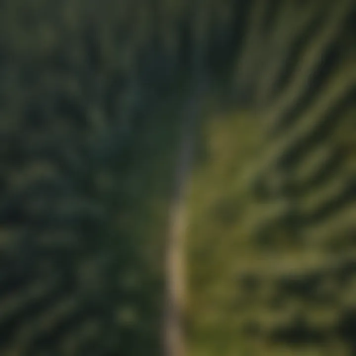 An aerial view of a forest demonstrating the layout of different tree types.