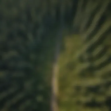 Forest Patterns from Above An aerial view of a forest demonstrating the layout of different tree types.