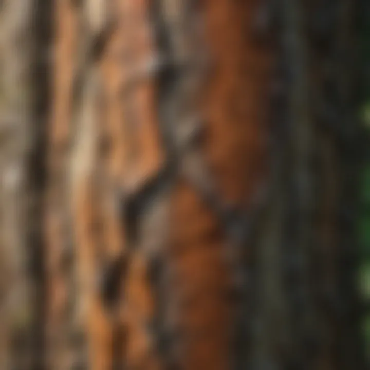 Close-up view of a tree trunk with intricate bark textures.