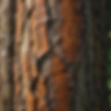 The Beauty of Tree Bark Close-up view of a tree trunk with intricate bark textures.