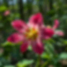 Mirabilis Multiflora: An In-Depth Analysis Introduction