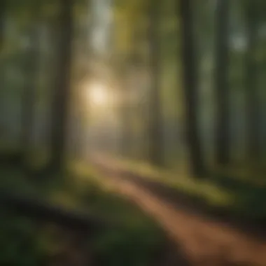 Creating Resilient Forests for a Healthier Environment A tranquil woodland scene with sunlight filtering through the trees