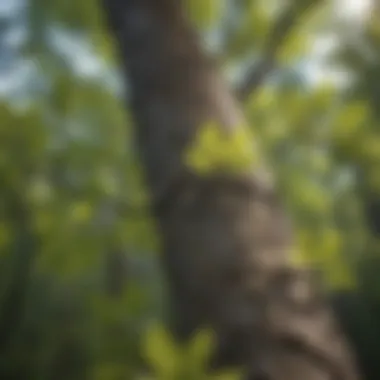 Close-up of Moon Tree leaves showcasing their unique texture and beauty, reflecting their extraterrestrial origins.