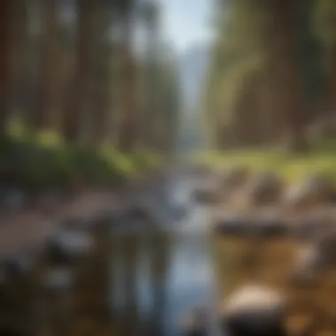 A hiker resting near a mountain stream with tall pine trees in the background