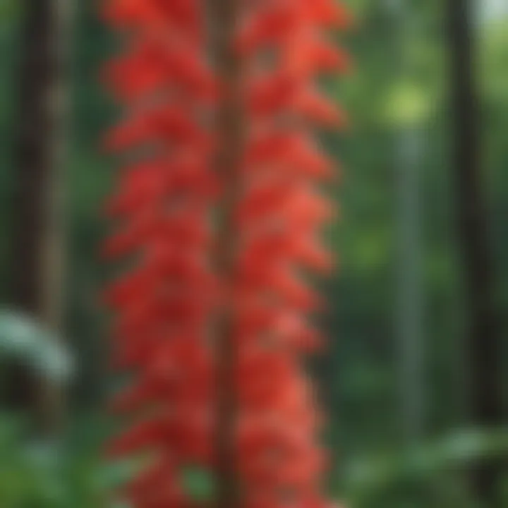 Close-up of the cardinal flower showcasing its unique structure and coloration