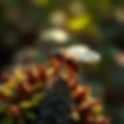 Natural Aphid Treatments for Sustainable Forestry Introduction