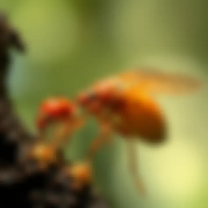 Notable Natural Aphid Treatments for Sustainable Forestry Notable Natural Aphid Treatments for Sustainable Forestry