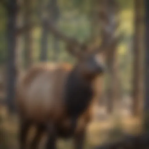 Elk in the wild showcasing New Mexico's diverse landscape