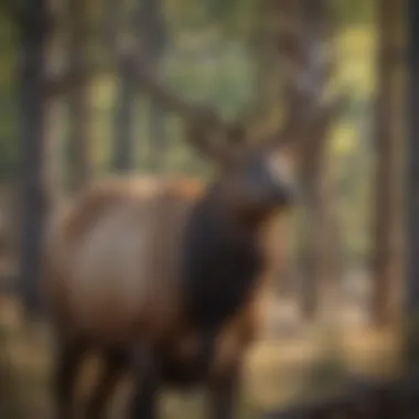 Majestic Elk in New Mexico Elk in the wild showcasing New Mexico's diverse landscape