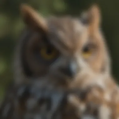 A detailed close-up of an Eastern Screech Owl, highlighting its intricate feather patterns.