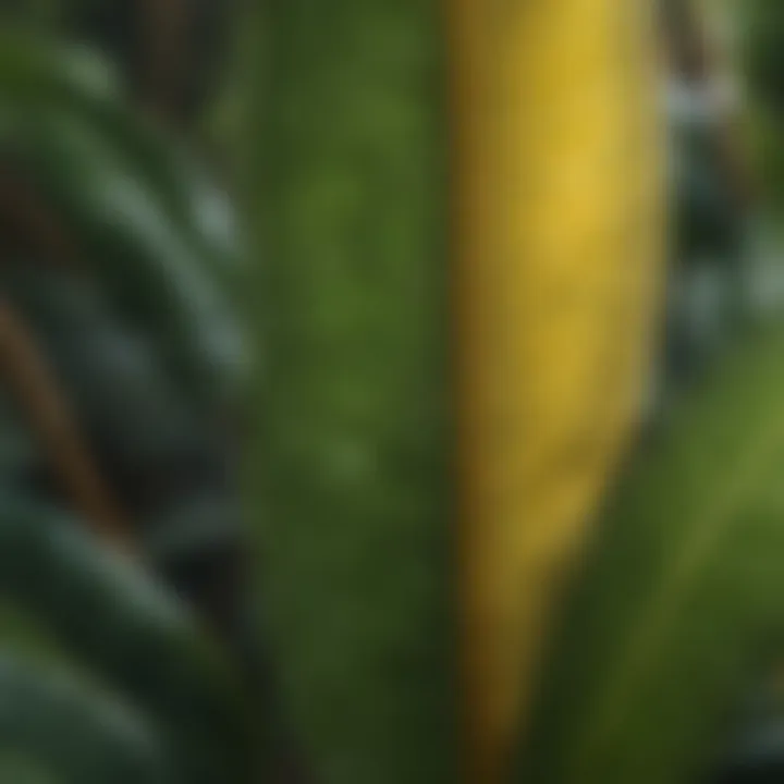 Close-up of plumeria leaves with ecological context