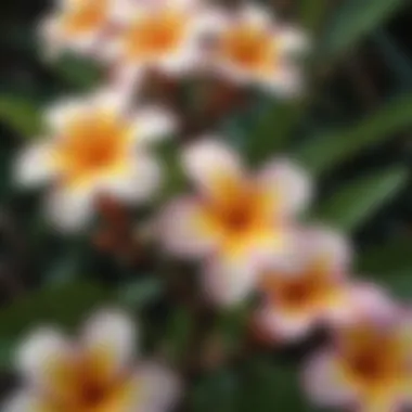 Vibrant Plumeria Blooms Lush plumeria blooms showcasing vibrant colors