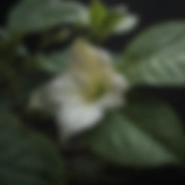 Detailed image of the leaves and flower structure of trillium