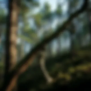 Strategies for Carbon Dioxide Removal from the Atmosphere Introduction Strategies for Carbon Dioxide Removal from the Atmosphere Introduction